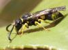 Ancistrocerus sp.